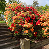 Ilam Gardens Azaleas