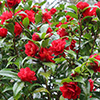 Celebrating the Camellias