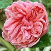 Agnes and Monsieur Tillier Roses