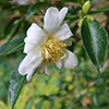 Weeping Maidens?