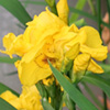 Yellow Irises