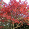 Autumn leaves days...