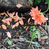 Floppy dahlia time...