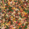 Hello autumn...