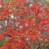 The fallen leaves...