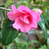 Recycled Camellias...