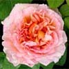 Abraham Darby Rose