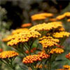 Achillea and Heuchera