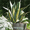 Agave