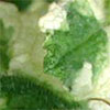 Variegated Apple Mint