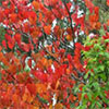 Amazing Autumn