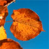 Autumn Leaves