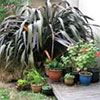 Away from Home and Garden