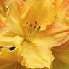 Back to the Ilam Azalea Gardens