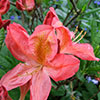 Deciduous Azalea