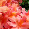 Azaleas in Ilam Botanical Gardens