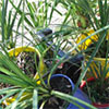 Online Plant Auctions