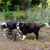 Lucky dogs...