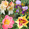 Darling garden!