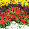 Bedding Flower Annuals
