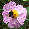 Weeding and dead-heading...