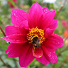 A-Buzz with Bumble Bees
