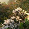 Beth Chattos Gardens