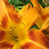 Daylilies