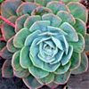 Succulent - Echeveria glauca