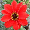 Bishop of Llandaff Dahlia