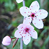 Spring Blossom