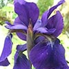 Irises by the Water