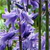 Bluebells