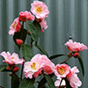 Most Beautiful Camellia in the World