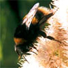 Busy Bumble Bees