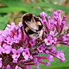 Bumbles and Bugs