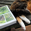 New garden books...