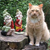 Garden Gnomes in the Shrubbery