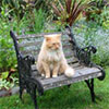 Glass-House Garden Benches