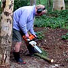 Cleaning Up After Trees