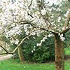 New trees, shrubs, roses, poultry...