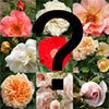 Gardening Choices