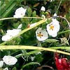 Cistus Shrub