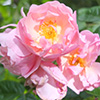 Shifting Roses...