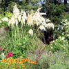 Colonial Gardening