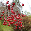 Winter weeding...