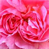 Constance Spry Rose