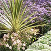 Christchurch Botanic Gardens - Summer