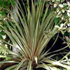 Variegated Cordyline Albertii