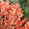 Cornus Florida - Dogwood Tree